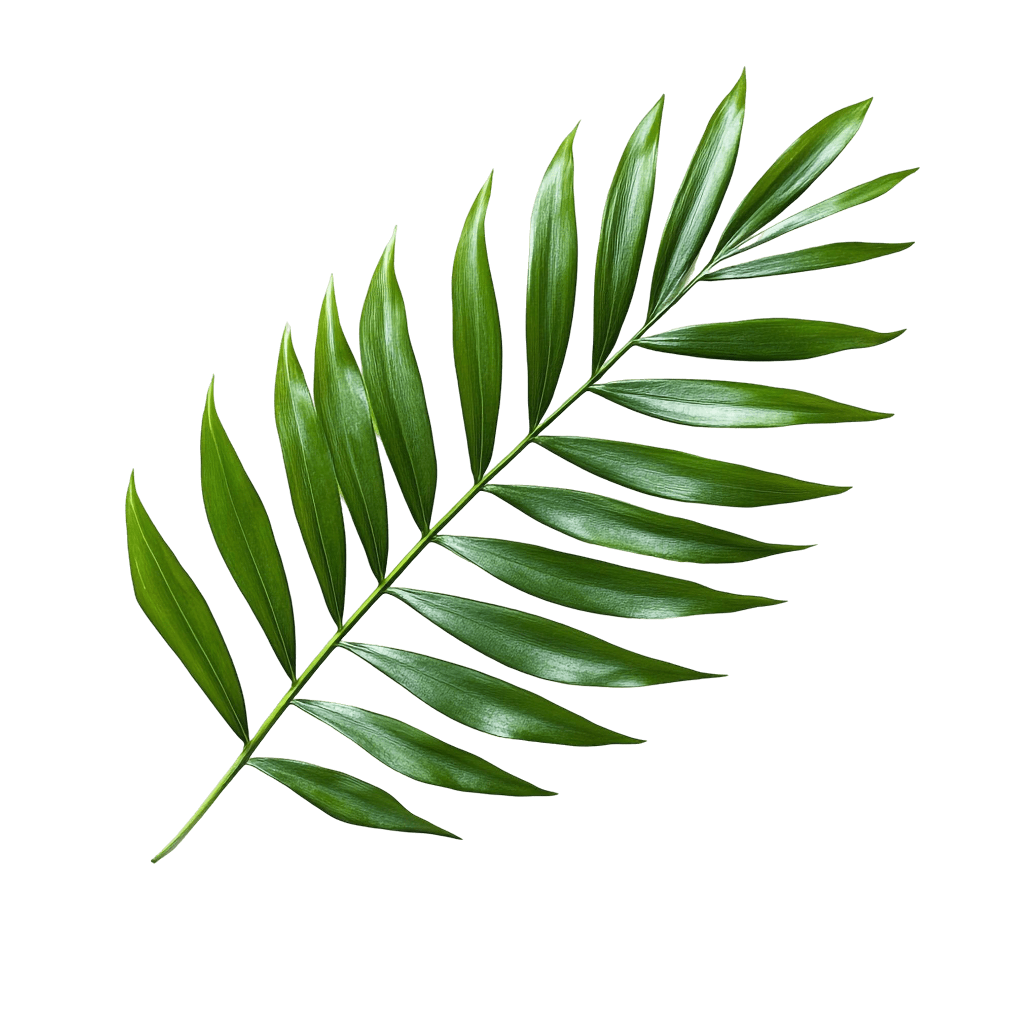 Leaf